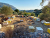 Raw Greek Kalymnos Thyme honey by Wild about Honey