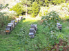 beehives sao vicente raw honey from madeira island